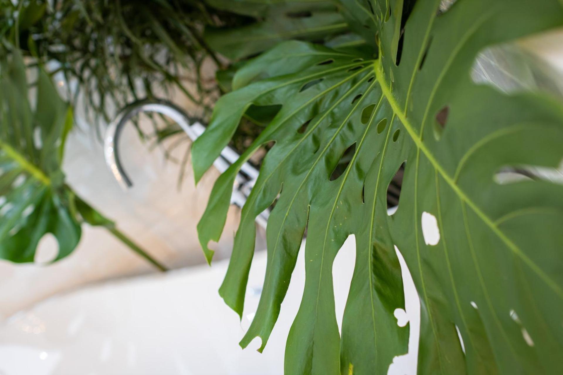 Le Cameleon Boutique Hotel Puerto Viejo de Talamanca Esterno foto Monstera deliciosa